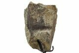 Dinosaur (Triceratops) Frill Shield Section w/ Stand - South Dakota #350628-2